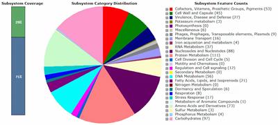 Whole-genome analysis suggesting probiotic potential and safety properties of Pediococcus pentosaceus DSPZPP1, a promising LAB strain isolated from traditional fermented sausages of the Basilicata region (Southern Italy)